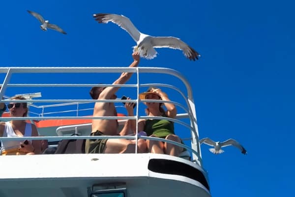 On the ferry to Thasos a sitting young couple hand feeds a large seagull in mid-air